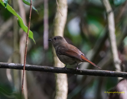 Pale Blue Flycatcher (Cyornis unicolor), photo 7