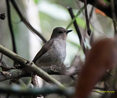 Cyornis unicolor