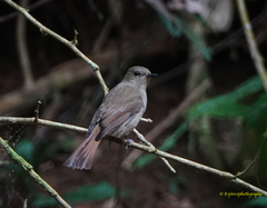 Cyornis unicolor