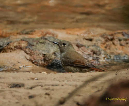 Pale Blue Flycatcher (Cyornis unicolor), photo 8