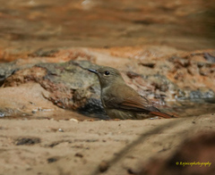 Cyornis unicolor