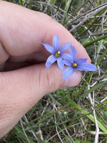 Nash's Blue-eyed Grass (Sisyrinchium nashii)