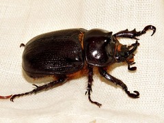 Cyphonistes vallatus