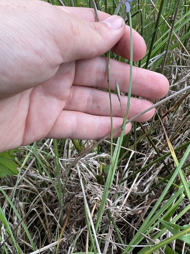 Sisyrinchium nashii, photograph 2