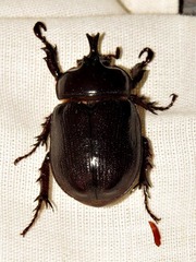 Cyphonistes vallatus