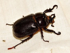 Cyphonistes vallatus
