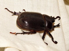 Cyphonistes vallatus