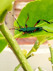 Litopus latipes dispar