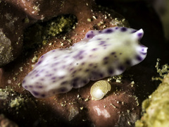 Pseudoceros laingensis