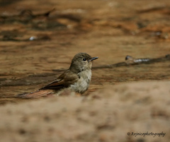 Cyornis unicolor