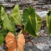 Philodendron cipoense - Photo (c) Joey Santore,  זכויות יוצרים חלקיות (CC BY-NC), הועלה על ידי Joey Santore