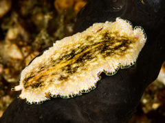 Pseudoceros leptostictus