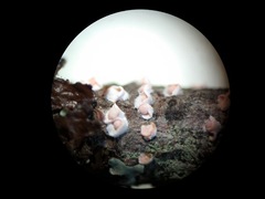 Corticium minnsiae