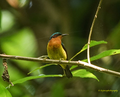 Chalcoparia singalensis