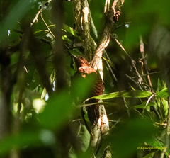 Micropternus brachyurus