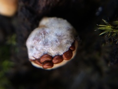 Nidularia deformis