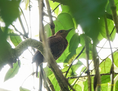 Micropternus brachyurus