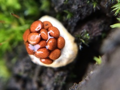 Nidularia deformis