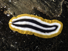 Pseudoceros paralaticlavus