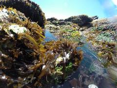 Mazzaella laminarioides