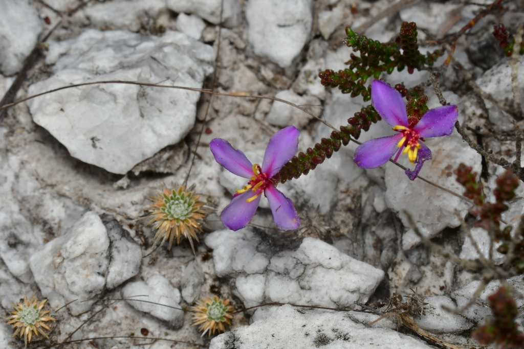 Fritzschia cordifolia