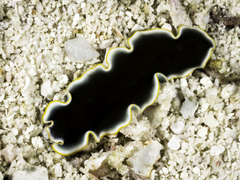 Pseudoceros prudhoei