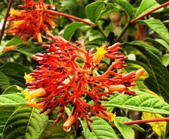 Palicourea tetraphylla