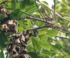 Cyornis unicolor