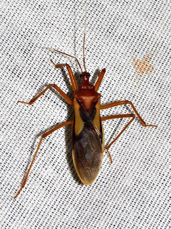 Leptacanthaspis decorsei