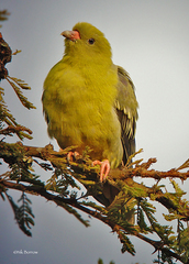 Treron calvus gibberifrons