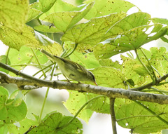 Phylloscopus reguloides
