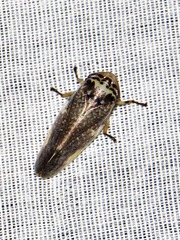 Ptyelus grossus