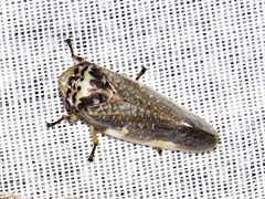 Ptyelus grossus