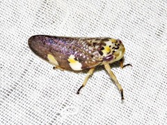 Ptyelus grossus