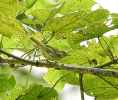 Phylloscopus reguloides