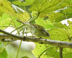 Phylloscopus reguloides