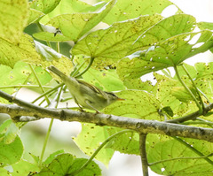 Phylloscopus reguloides