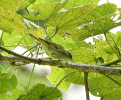 Phylloscopus reguloides