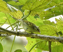 Phylloscopus reguloides