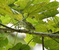 Phylloscopus reguloides