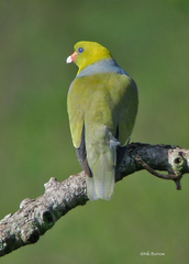 Treron calvus gibberifrons