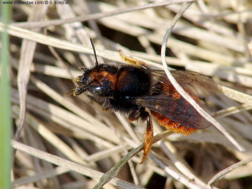 Red-tailed Mason Bee photo 4