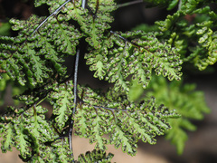 Cheilanthes multifida multifida
