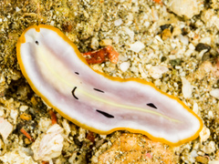 Pseudoceros scriptus