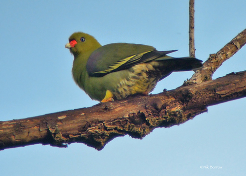 African Green-Pigeon