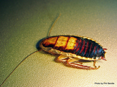 Drymaplaneta heydeniana