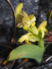 Disa comosa