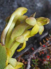 Disa comosa