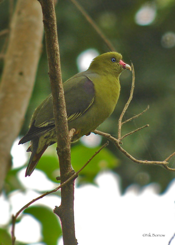 African Green-Pigeon
