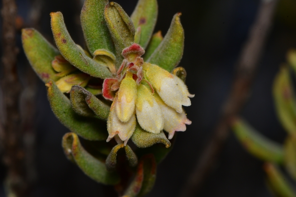 Gaylussacia cinerea